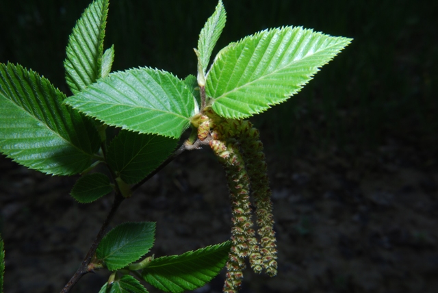 Ostrya carpinifolia / Carpino nero